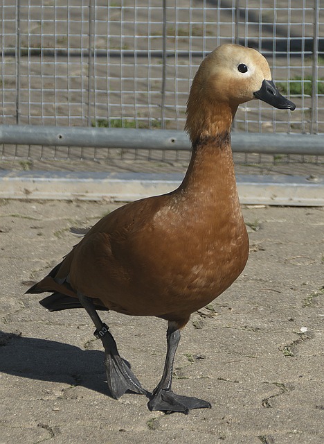 为在夏季获